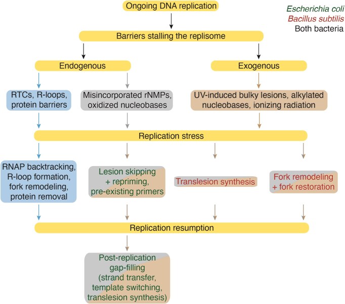 Hallmarks of DNA replication stress responses in Escherichia coli and Bacillus subtilis.