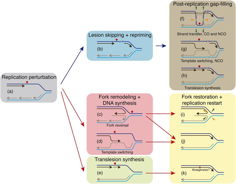 Hallmarks of DNA replication stress responses in Escherichia coli and Bacillus subtilis.