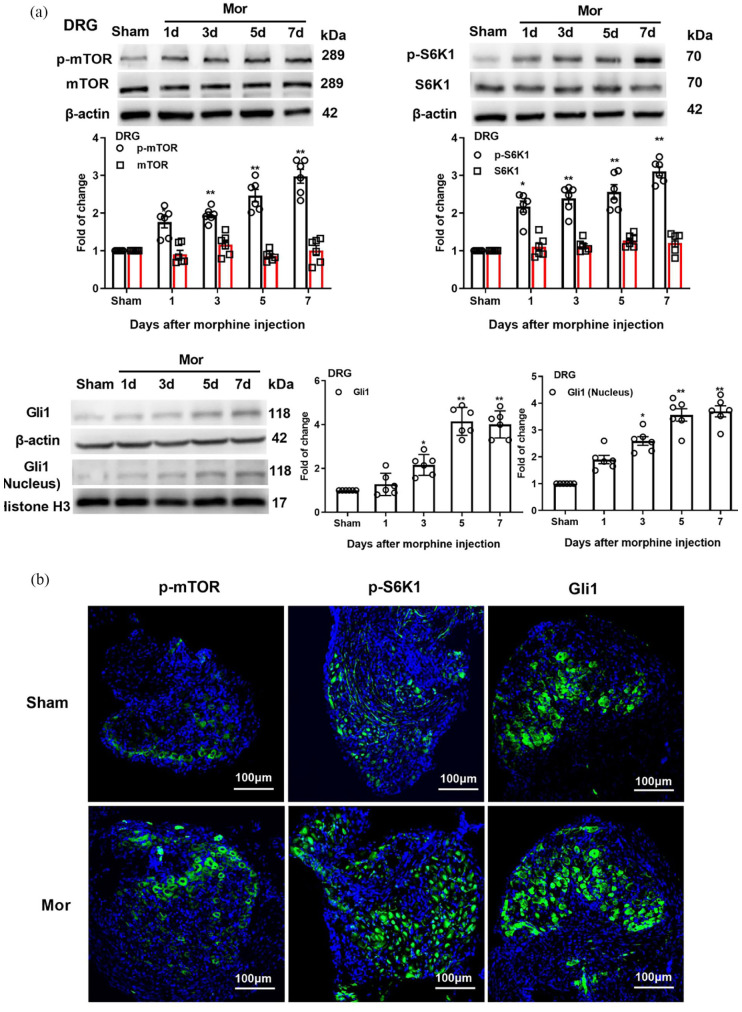 Inhibition of mTOR/S6K1/Gli1 signaling alleviates morphine-induced thermal hyperalgesia and tolerance.