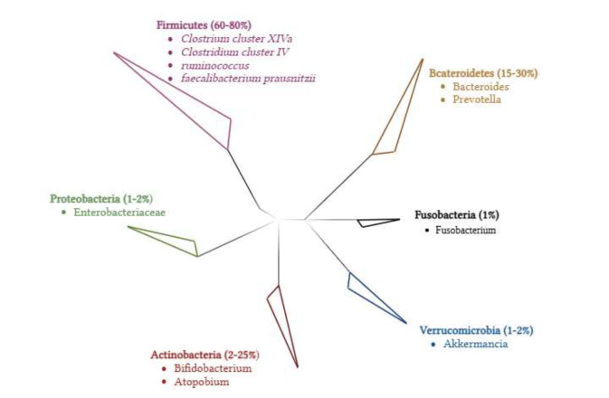 Variations in gut microbiota in celiac disease patients: a systematic review.