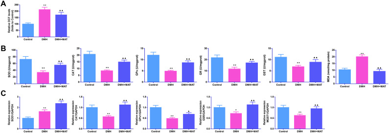 Matrine Alleviates Oxidative Stress and Inflammation in Colon Cancer by Activating the Nrf2 Pathway.