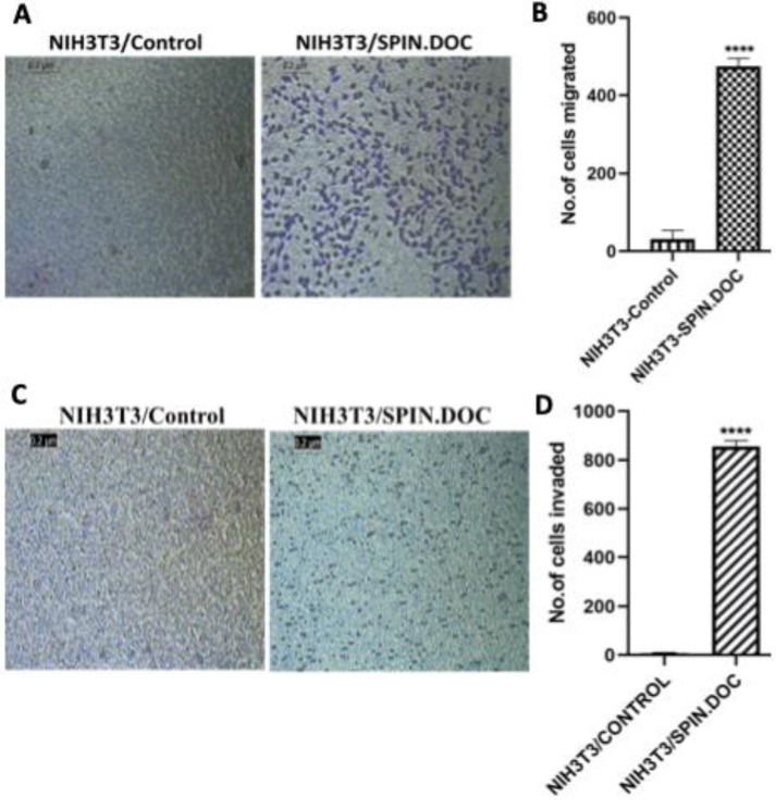 SPIN.DOC induces cellular transformation of NIH3T3 normal mouse fibroblast cells.