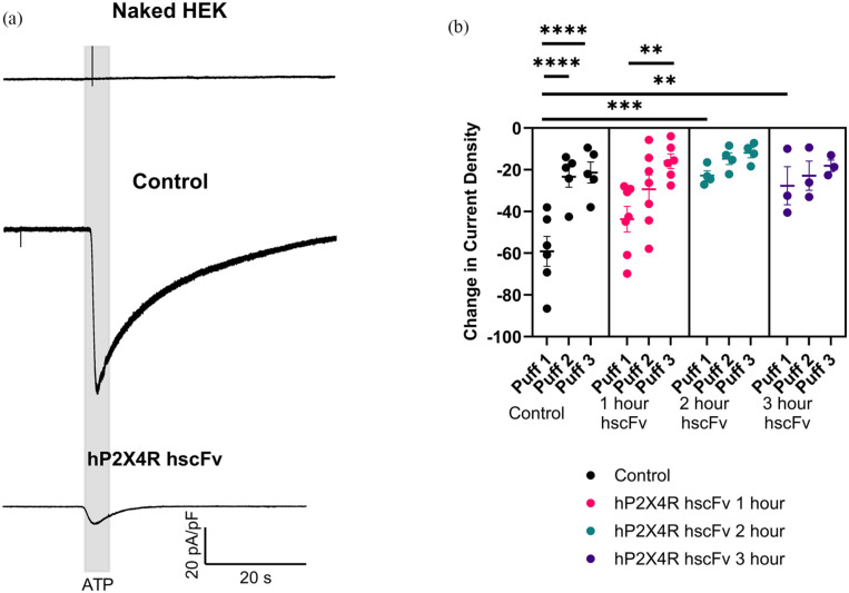 Humanized anti-P2X4 scFv reduces ATP-induced P2X4 currents and modulates excitability in human DRG neurons.