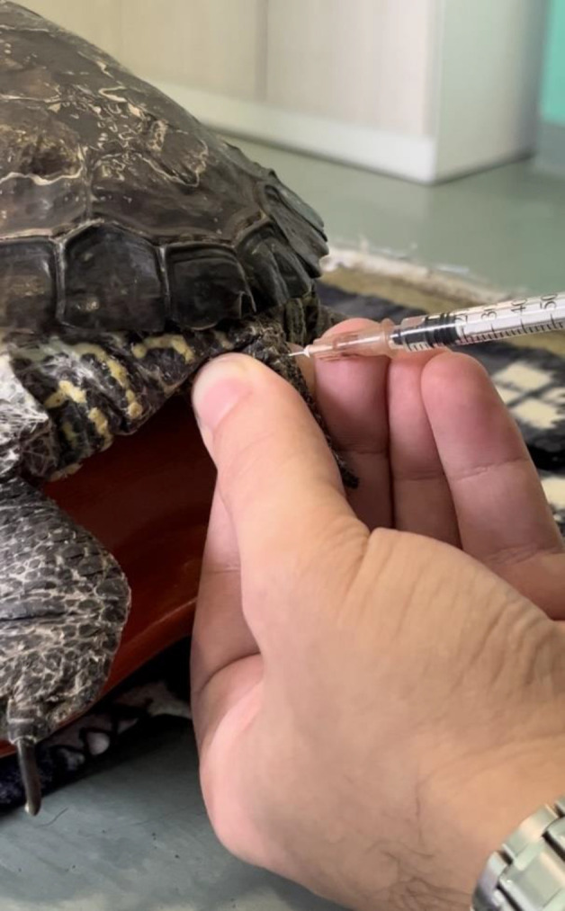 Intravenous ketamine-medetomidine anesthesia in combination with intrathecal lidocaine for prefemoral coeliotomy in red-eared sliders (<i>Trachemys scripta elegans</i>): A case series study.