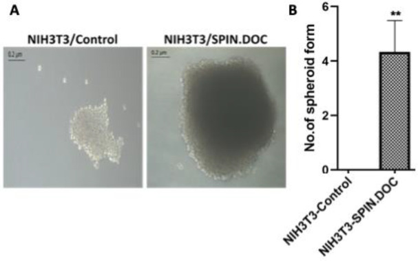SPIN.DOC induces cellular transformation of NIH3T3 normal mouse fibroblast cells.