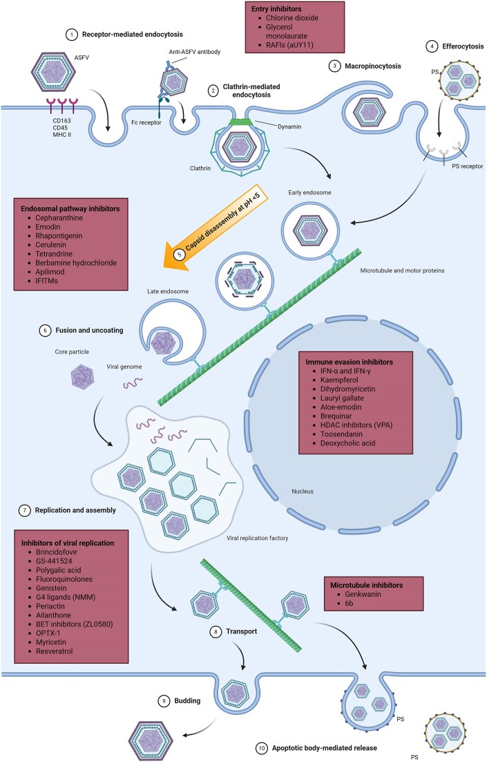 Exploring antiviral strategies to combat African swine fever.