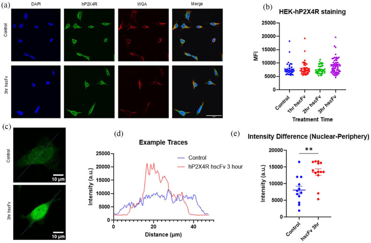 Humanized anti-P2X4 scFv reduces ATP-induced P2X4 currents and modulates excitability in human DRG neurons.