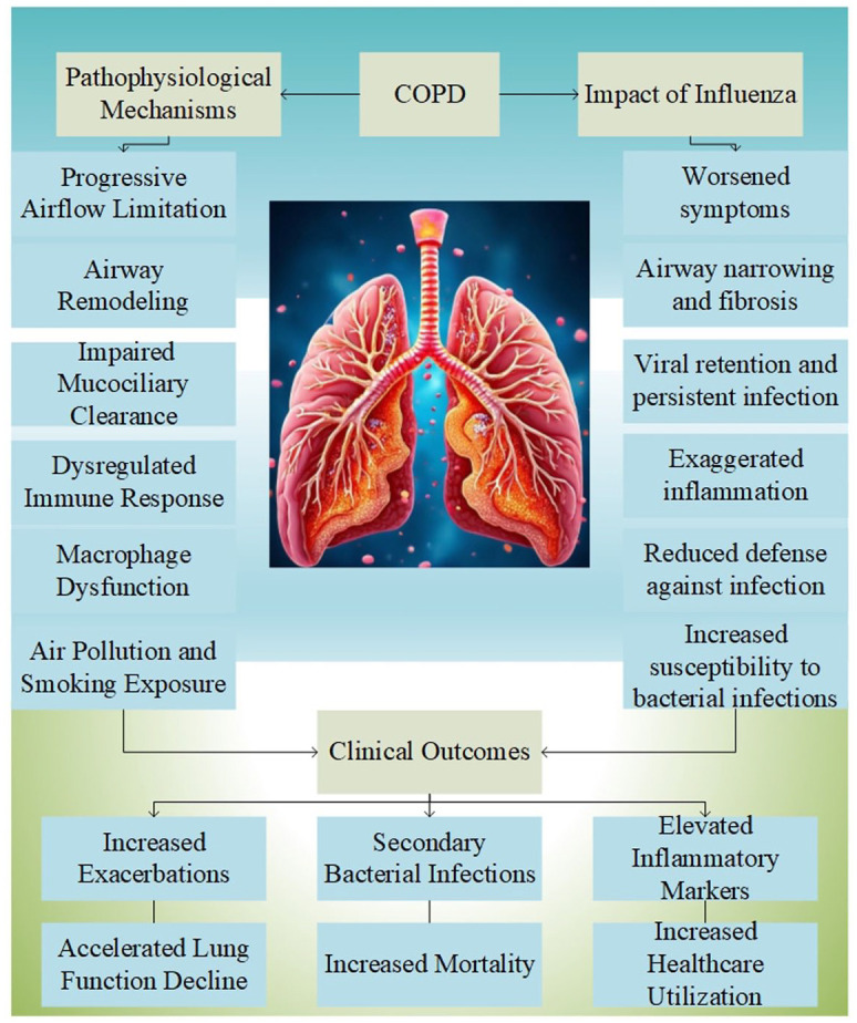 Impact of influenza on chronic obstructive pulmonary disease: pathophysiology, exacerbations, and preventive approaches.