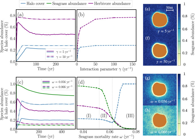 A spatial numerical model for seagrass-herbivore interactions and the formation of reef halos.