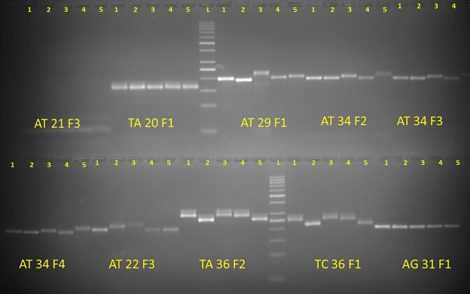 BgDB: a comprehensive genomic resource information system of bitter gourd for accelerated breeding programme.