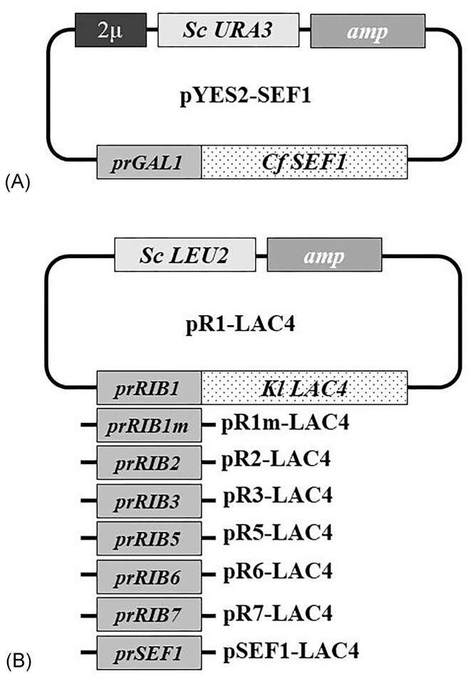 The Sef1 transcription factor interacts with promoters of riboflavin structural genes in Candida famata.
