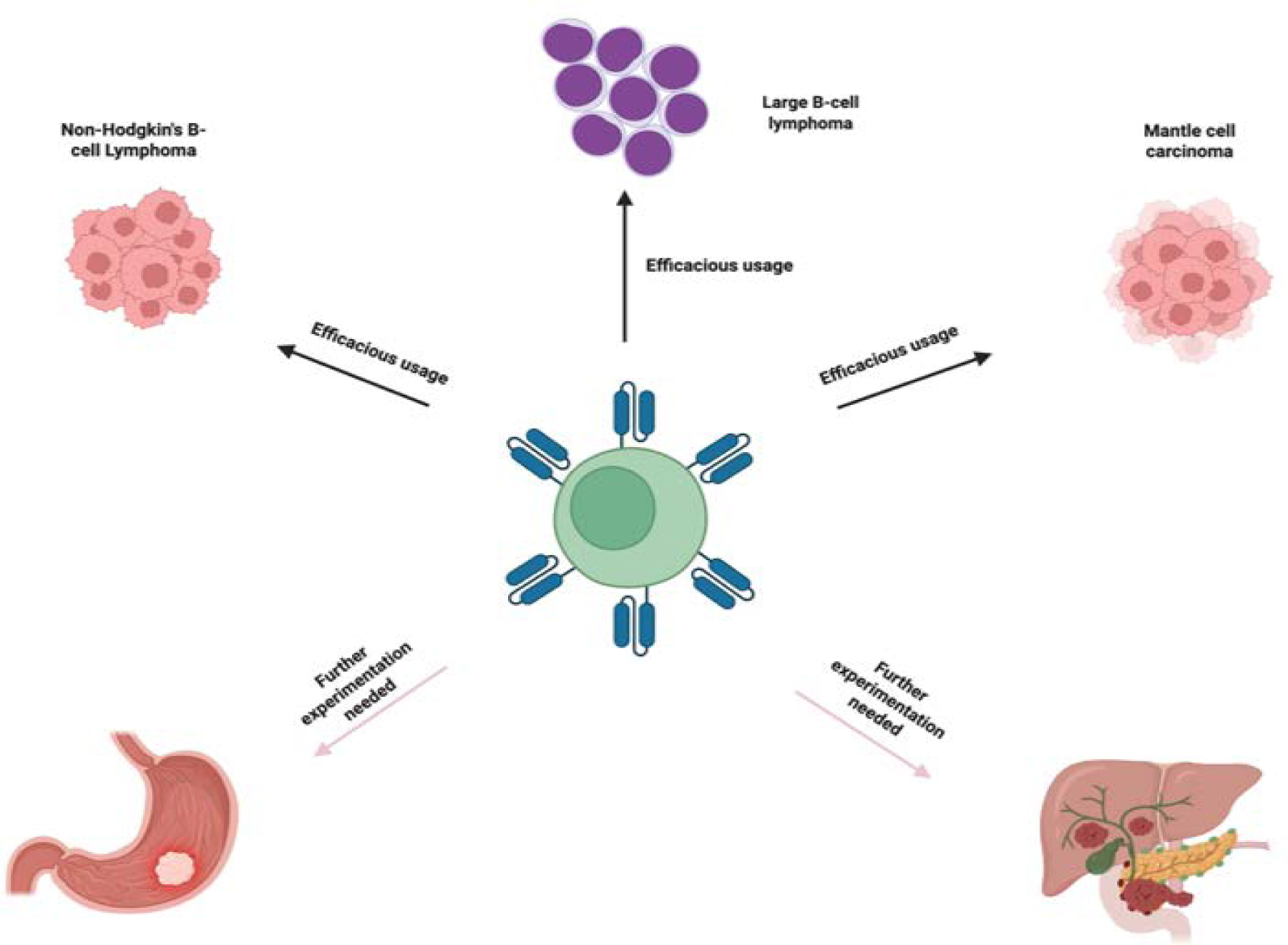 CAR T-Cell Therapy in Cancer: Balancing Efficacy with Cardiac Toxicity Concerns.