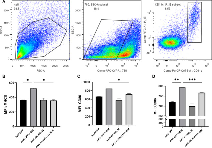 <i>CXCL14</i> increase dendritic cell antigen presentation and promote asthma immune response.