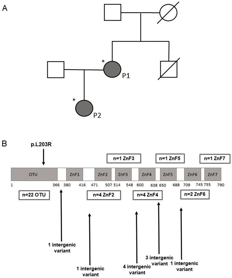 A novel missense variant in TNFAIP3 associated with autoimmunity reveals the contribution of STAT1/mTOR pathways.