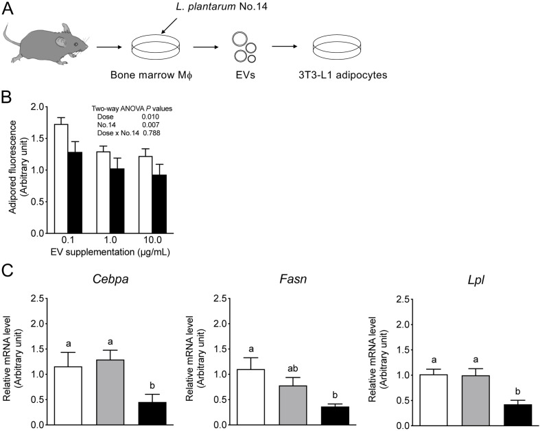 Extracellular vesicles shed by macrophages co-cultured with <i>Lactiplantibacillus plantarum</i> No. 14 reduce adipocyte size in mice fed a high-fat diet.