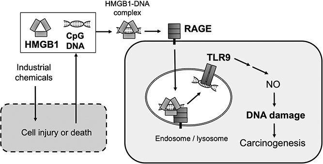 Oxidative and nitrative DNA damage induced by industrial chemicals in relation to carcinogenesis.
