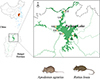 Cryptosporidium spp. in wild rodents in the Poyang Lake region, China.