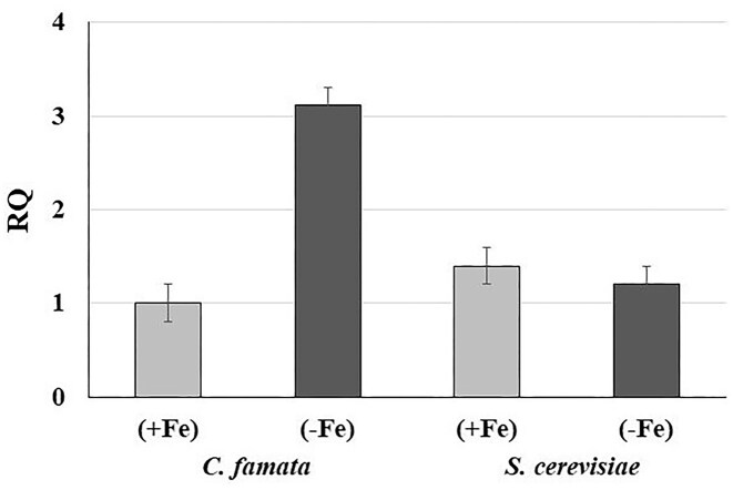 The Sef1 transcription factor interacts with promoters of riboflavin structural genes in Candida famata.
