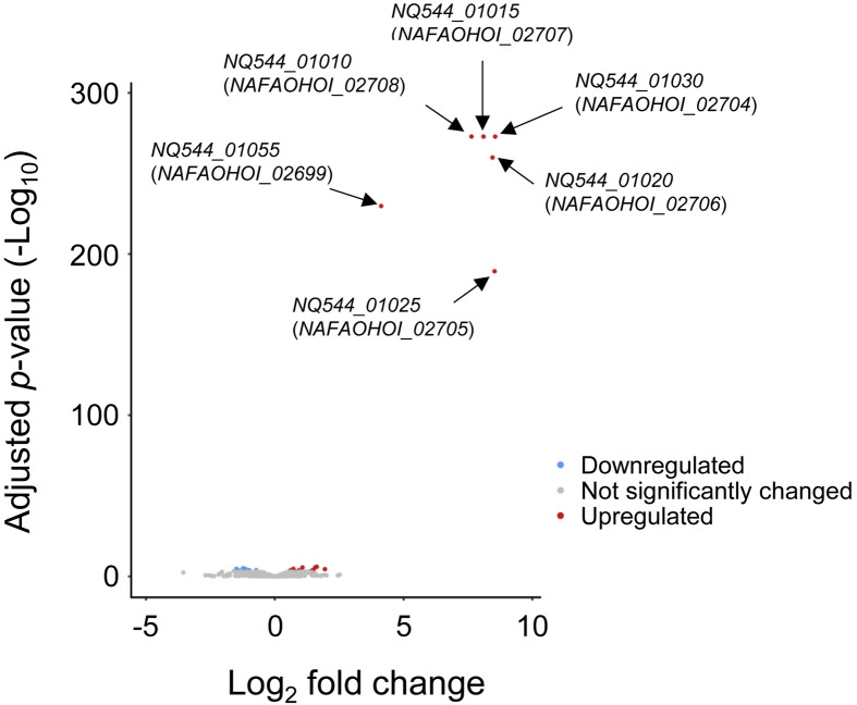 Genetic analysis of a β-1,3/1,4-glucan utilization gene cluster in <i>Segatella copri</i> JCM 13464<sup>T</sup>.