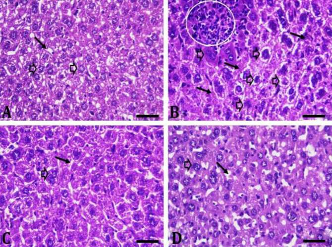 Possible mechanism of protective effect of melatonin against carbendazim-induced hepatotoxicity in mature male rats: histological, immunofluorescence, and biochemical evaluations.