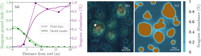 A spatial numerical model for seagrass-herbivore interactions and the formation of reef halos.