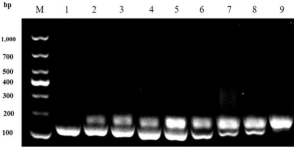 Establishment and application of dual isothermal amplification of <i>Pasteurella multocida</i> and <i>Streptococcus suis</i> in pigs.