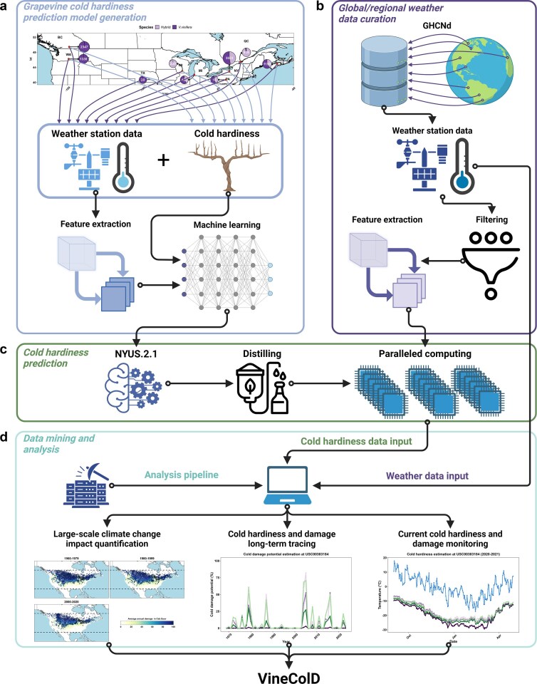 VineColD: an integrative database for global historical tracing and real-time monitoring of grapevine cold hardiness.