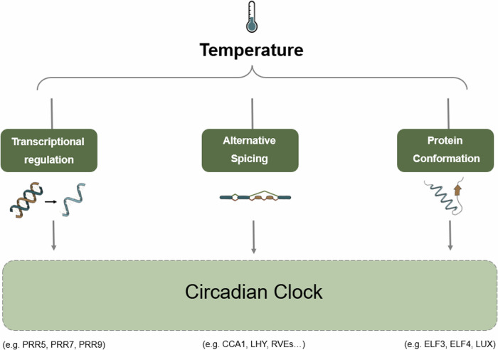 Integrating temperature into the Arabidopsis circadian system.