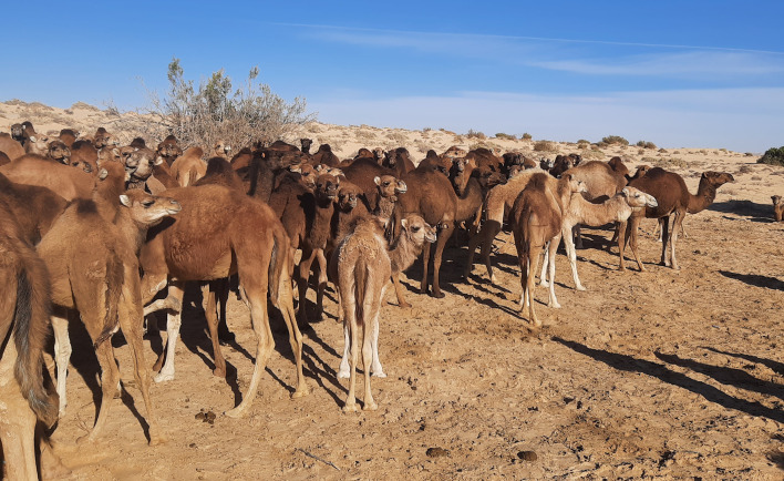 Trypanosoma evansi infection in Tunisia: current situation.