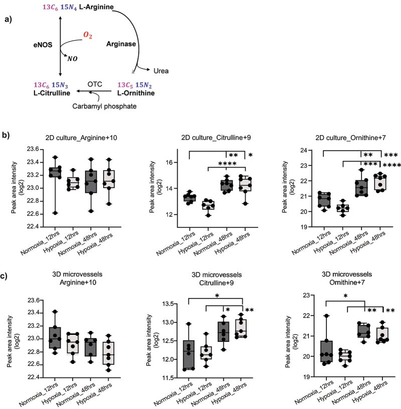 Metabolic alterations of endothelial cells under transient and persistent hypoxia: study using a 3D microvessels-on-chip model.