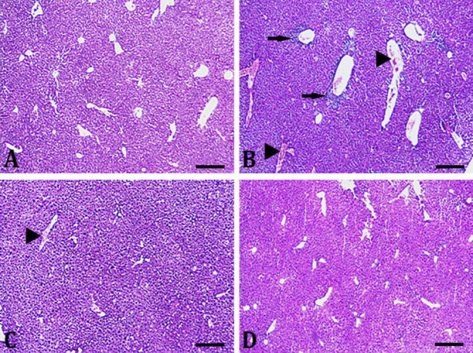 Possible mechanism of protective effect of melatonin against carbendazim-induced hepatotoxicity in mature male rats: histological, immunofluorescence, and biochemical evaluations.