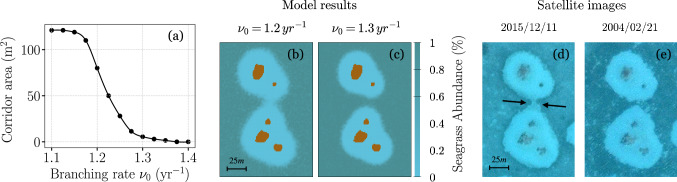 A spatial numerical model for seagrass-herbivore interactions and the formation of reef halos.