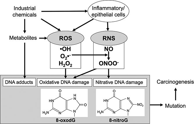 Oxidative and nitrative DNA damage induced by industrial chemicals in relation to carcinogenesis.