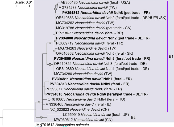 Seasonal exchange of microsporidian parasites between native and non-native pet-traded freshwater crustaceans: Is parasite spillover favored over spillback?