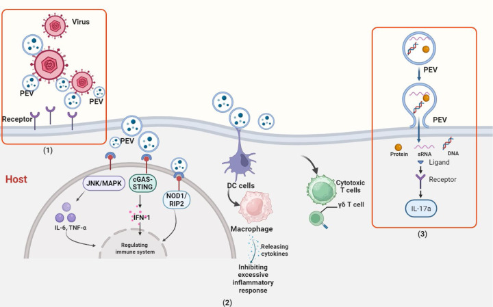 Probiotic-derived extracellular vesicles: a novel weapon against viral infections.