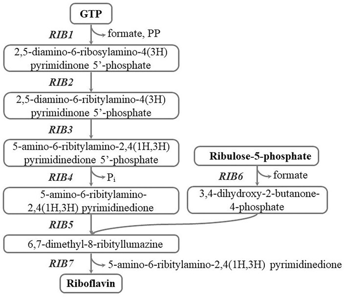 The Sef1 transcription factor interacts with promoters of riboflavin structural genes in Candida famata.