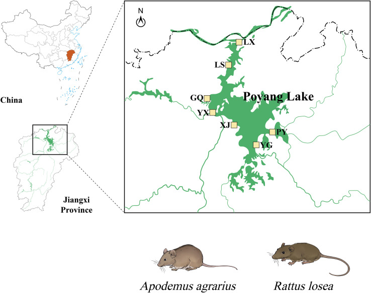 Cryptosporidium spp. in wild rodents in the Poyang Lake region, China.