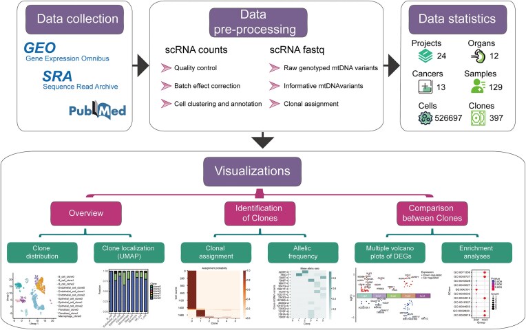 ScLineageAtlas: a comprehensive single-cell genomics database for characterizing cellular clones in cancer.