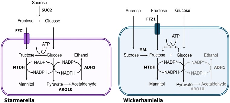 Metabolic versatility of the Wickerhamiella/Starmerella yeast clade: from sugar utilization to lipid metabolism.
