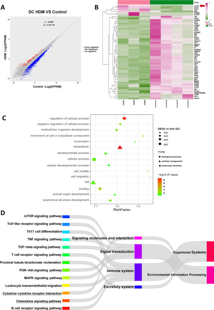 <i>CXCL14</i> increase dendritic cell antigen presentation and promote asthma immune response.