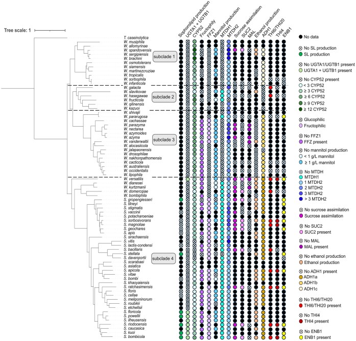 Metabolic versatility of the Wickerhamiella/Starmerella yeast clade: from sugar utilization to lipid metabolism.