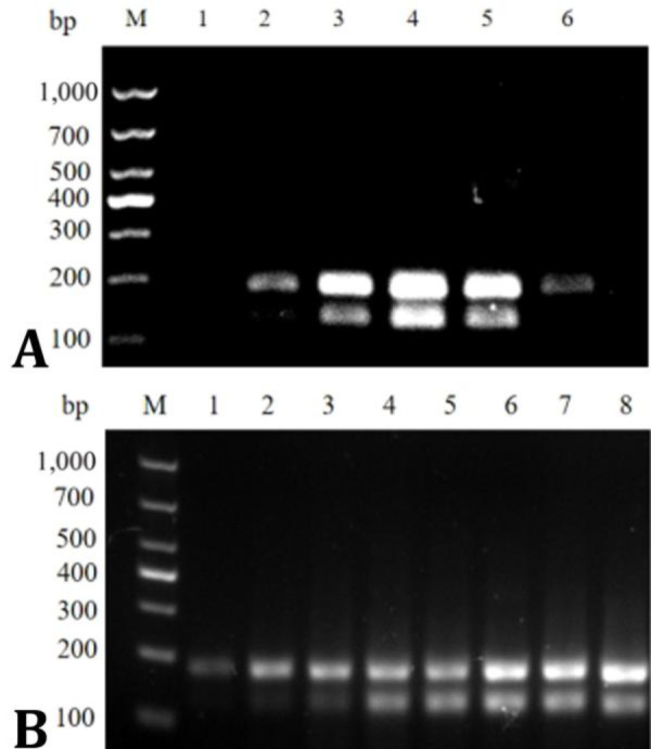 Establishment and application of dual isothermal amplification of <i>Pasteurella multocida</i> and <i>Streptococcus suis</i> in pigs.