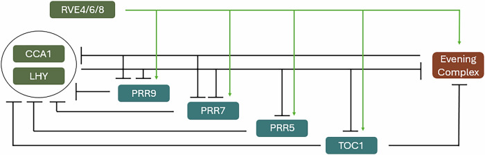 Integrating temperature into the Arabidopsis circadian system.