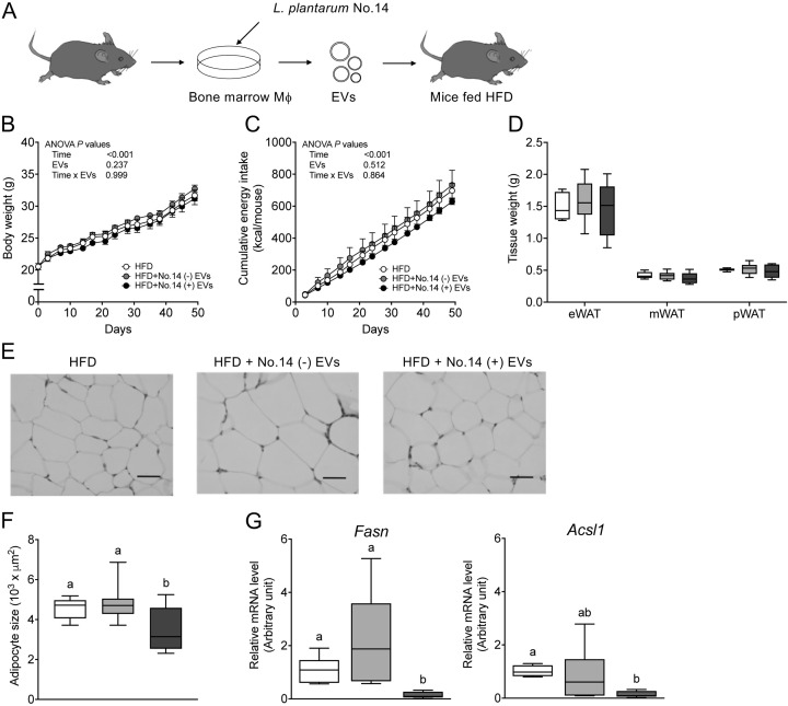 Extracellular vesicles shed by macrophages co-cultured with <i>Lactiplantibacillus plantarum</i> No. 14 reduce adipocyte size in mice fed a high-fat diet.