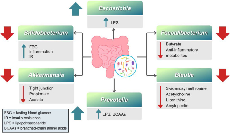 Gut microbiome in adult Asians with obesity, type 2 diabetes mellitus, and a combination of obesity and type 2 diabetes mellitus.