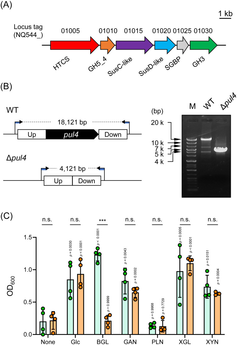 Genetic analysis of a β-1,3/1,4-glucan utilization gene cluster in <i>Segatella copri</i> JCM 13464<sup>T</sup>.