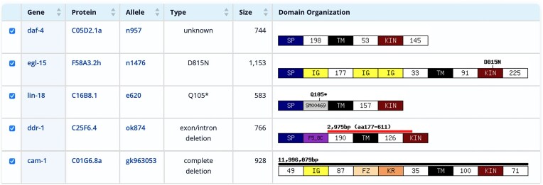 GExplore 1.5: a comprehensive Caenorhabditis elegans database for the analysis of gene function with a new user-friendly web interface.