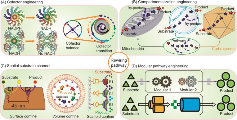 Hierarchical metabolic engineering for rewiring cellular metabolism.