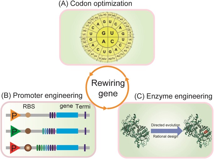 Hierarchical metabolic engineering for rewiring cellular metabolism.