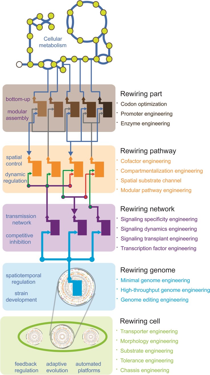 Hierarchical metabolic engineering for rewiring cellular metabolism.